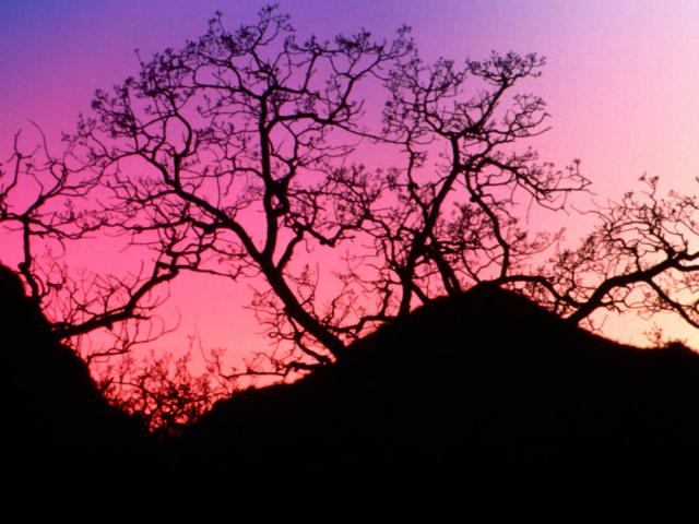 tree_088