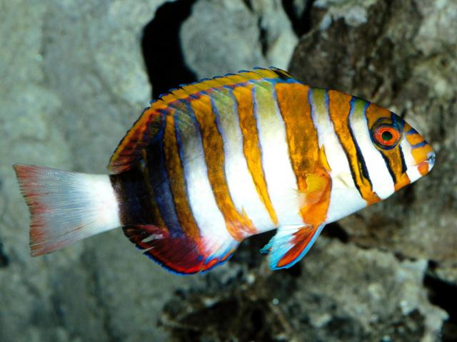 ocean-life-206