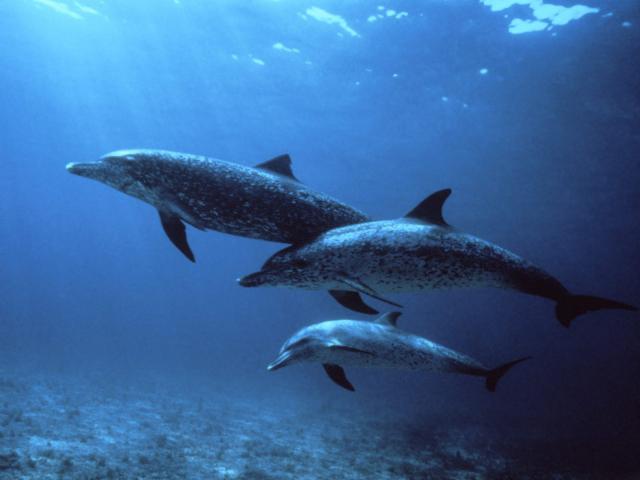 ocean-life-208