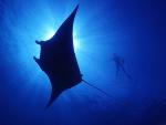 ocean-life-209