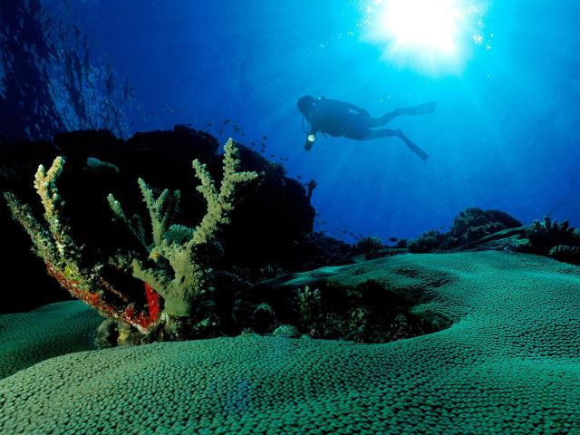 ocean-life-214