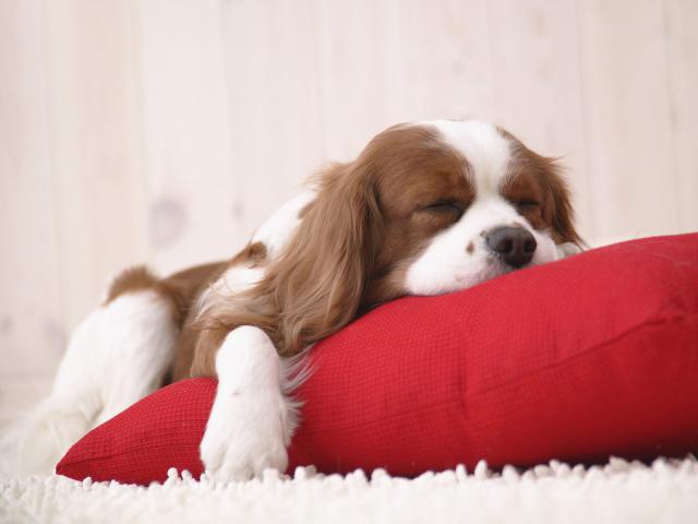 dog_256