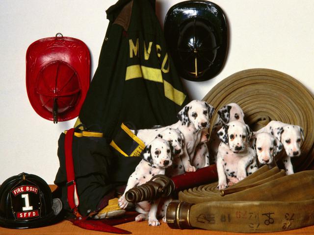 dog_258