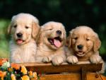 dog_259