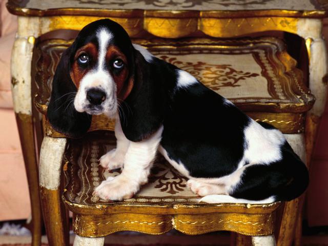 dog_267