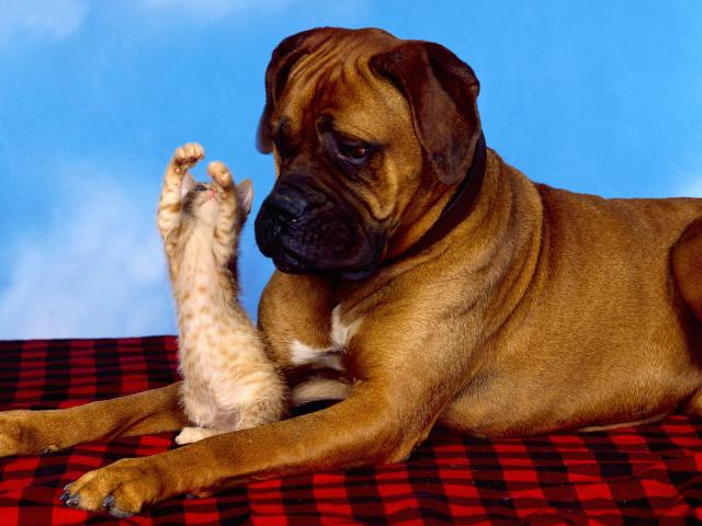 dog_268