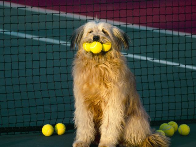 dog_269