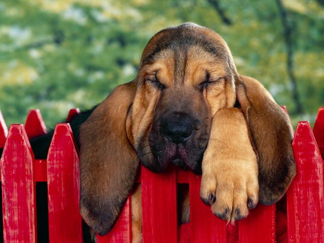 dog_274
