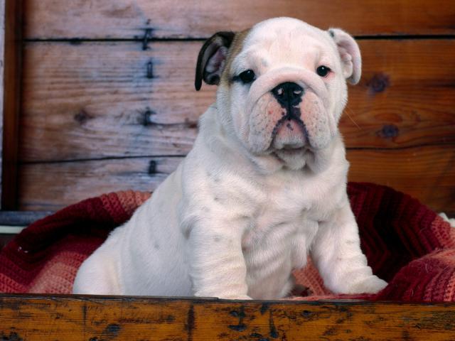 dog_281