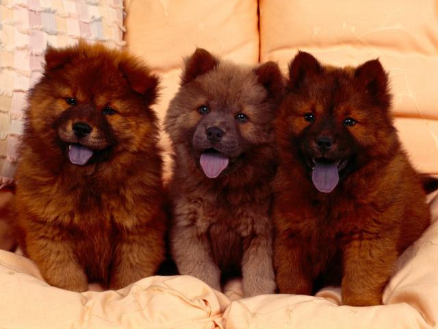 dog_284