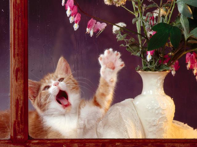 cat_72