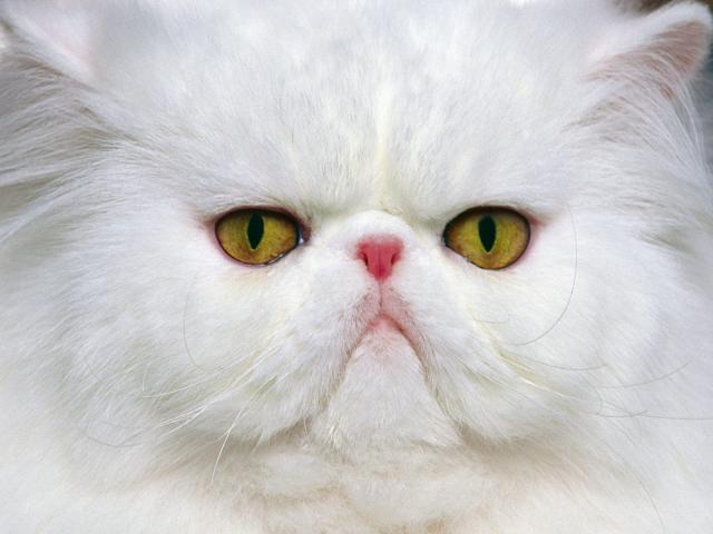 cat_74