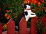cat_75