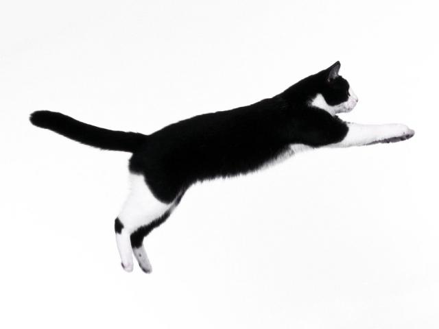 cat_76