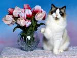 cat_79