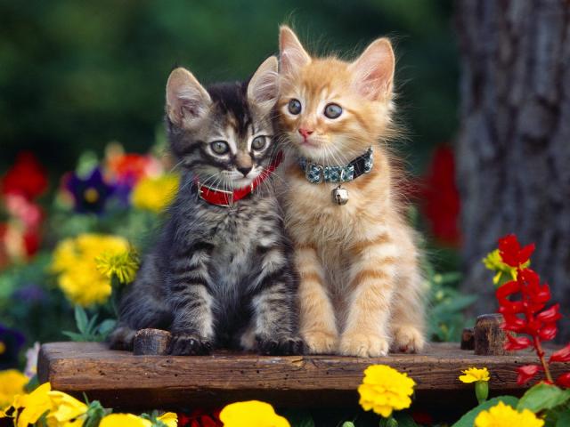 cat_83
