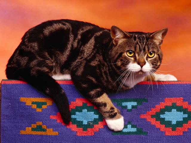 cat_85