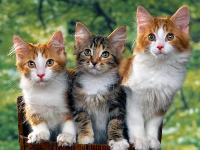 cat_87