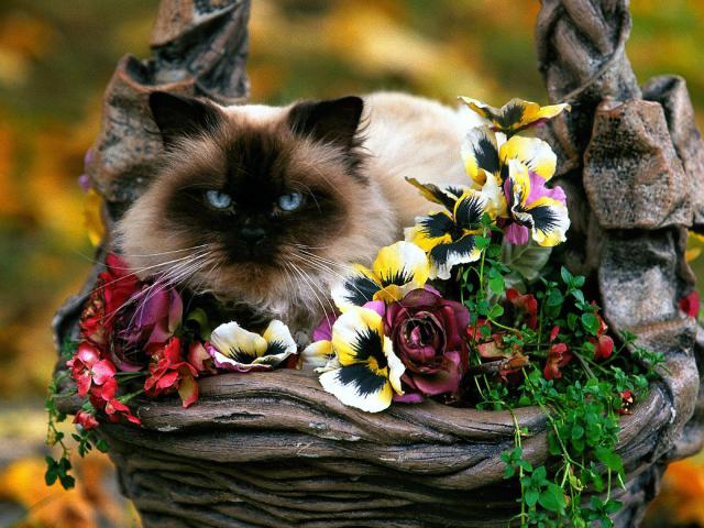 cat_92