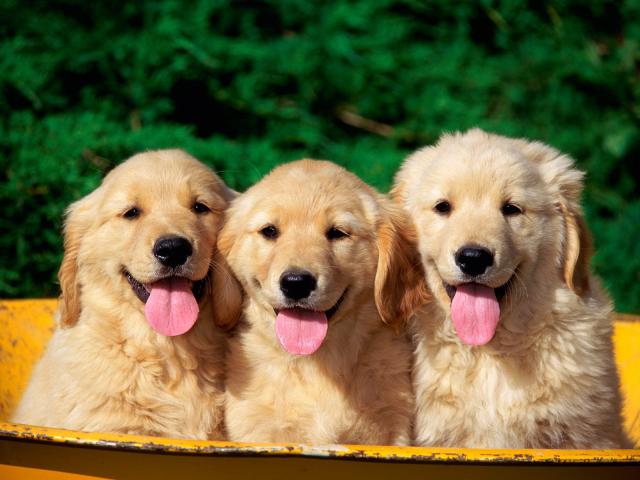 dog_292