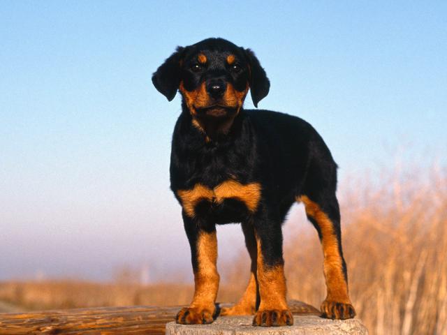 dog_293