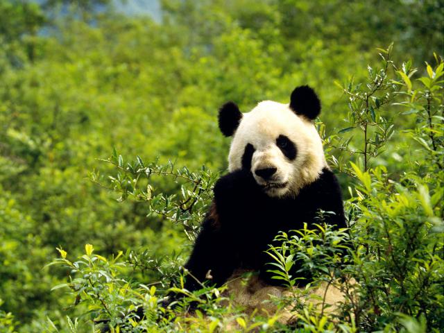 China_026