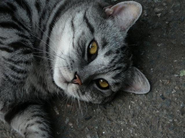 cat_93