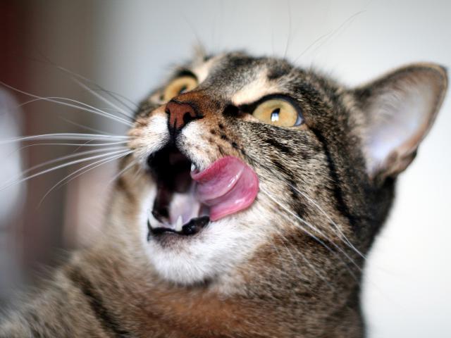 cat_94