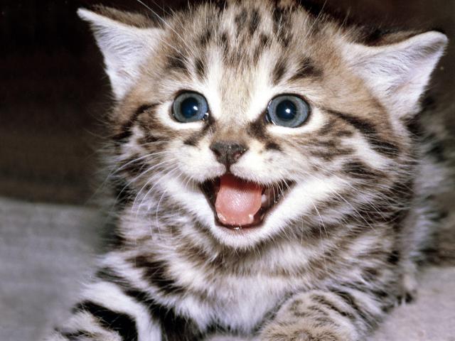 cat_95