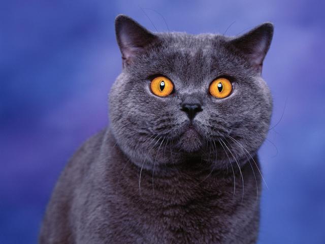 cat_98
