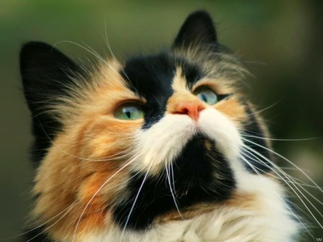 cat_100