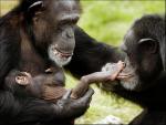 Chimpansees