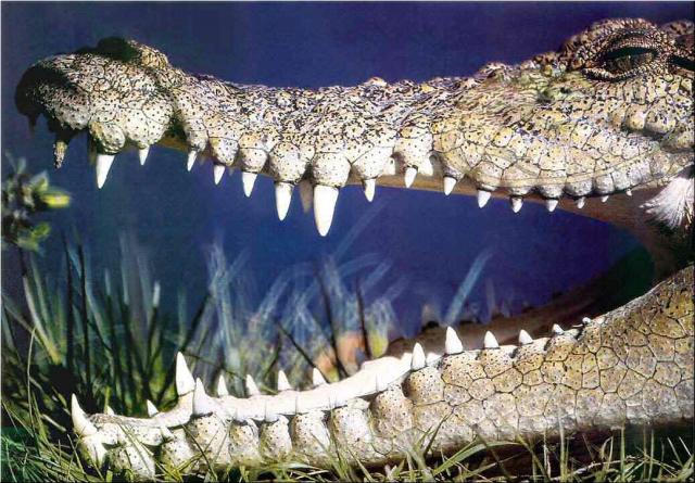 Croc