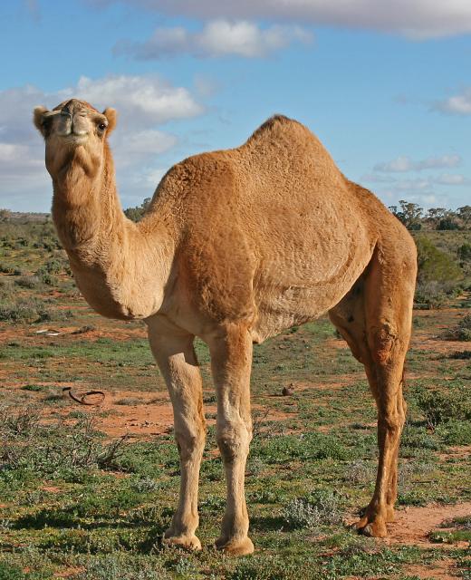 Camel_01