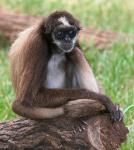 Monkey_01