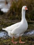 Goose_01