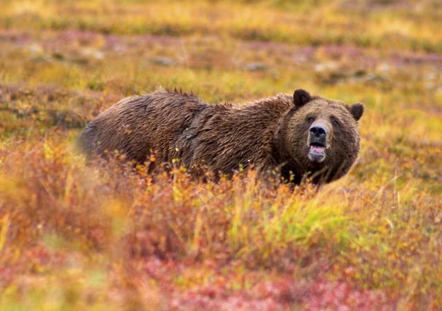 Bear_01