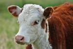 cow_01
