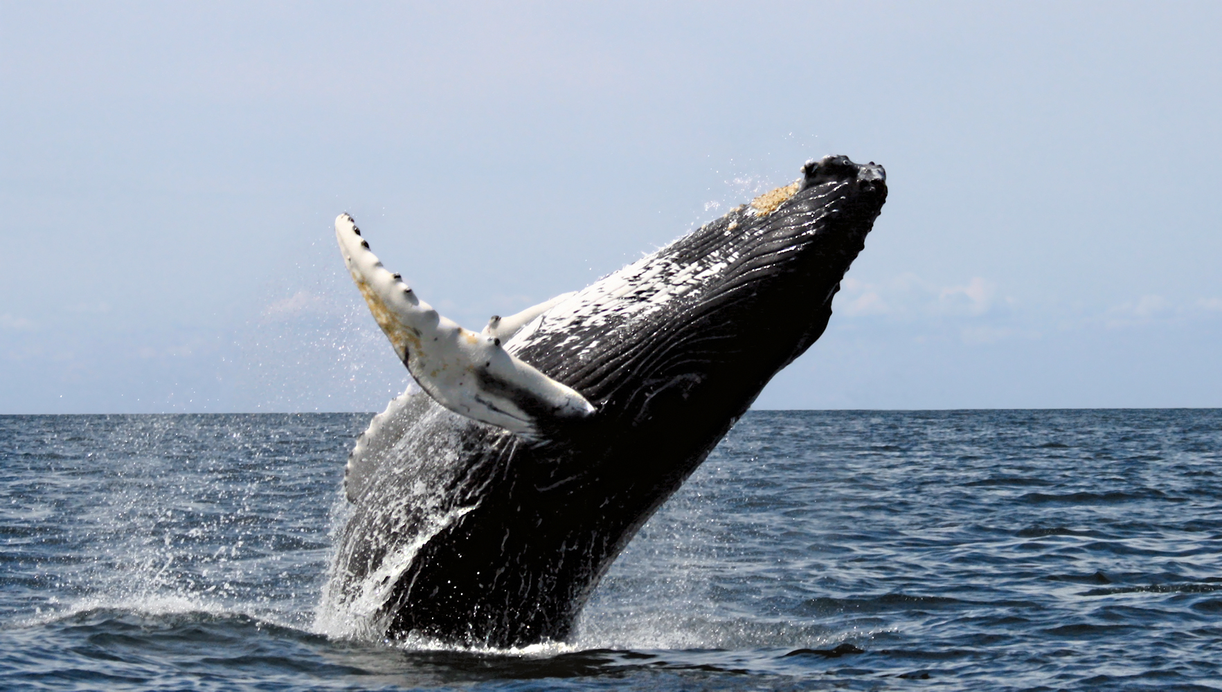 Humpback_whale