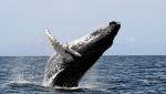 Humpback_whale