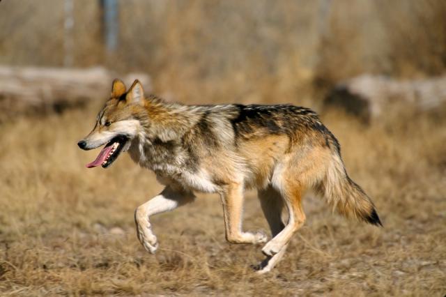 Wolf_01