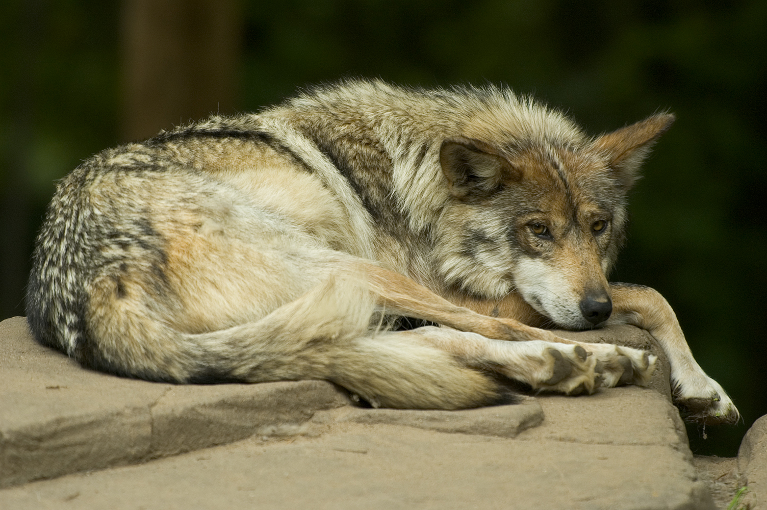 Wolf_02