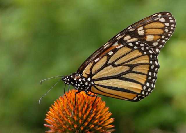 Butterfly_01