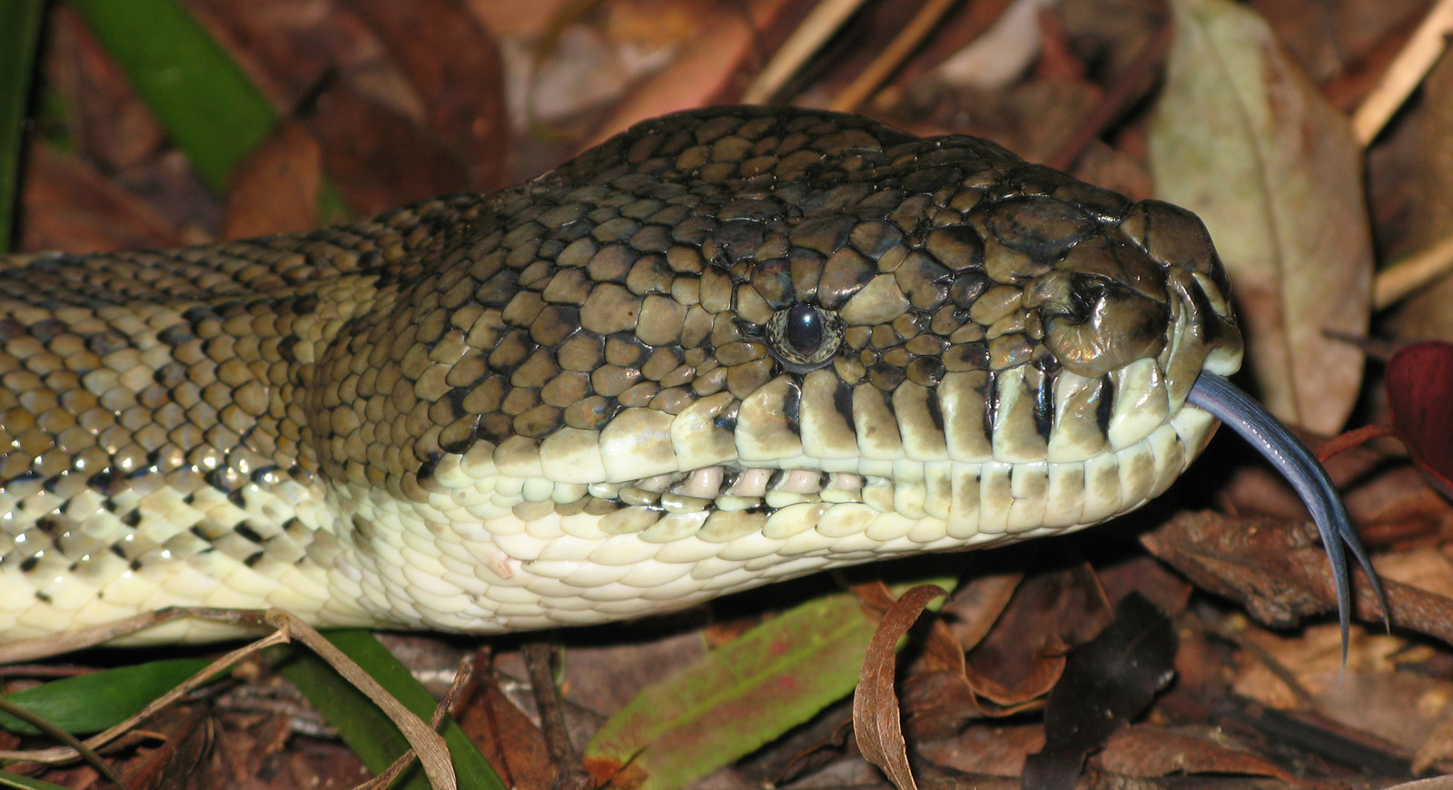 Snake_01