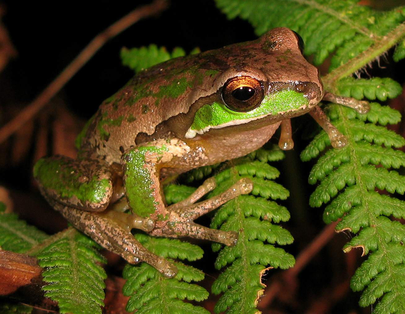 Frog_01