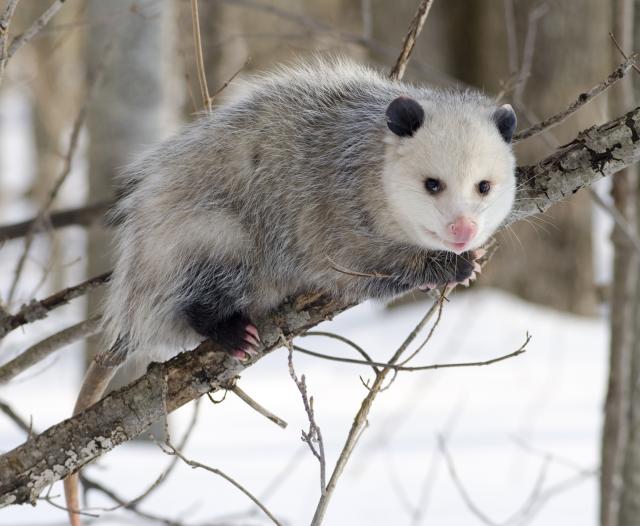 Opossum_01