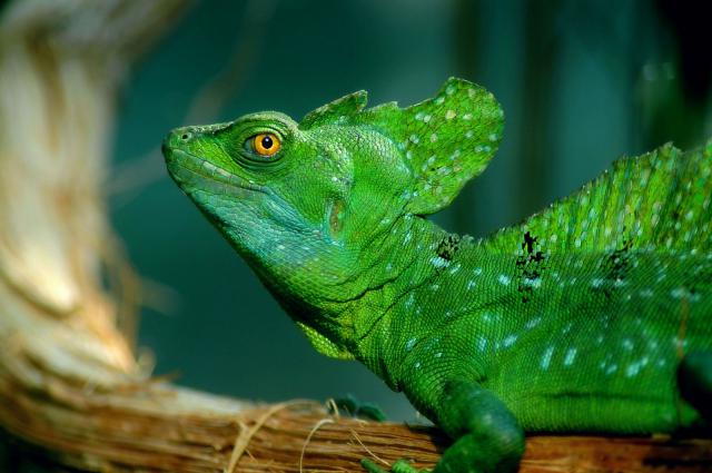 Reptiles_01