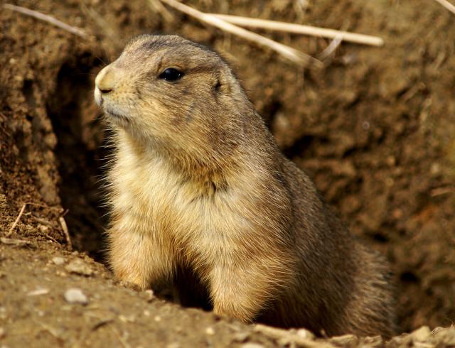 Prairie_Dog