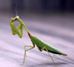 Praying_mantis_01