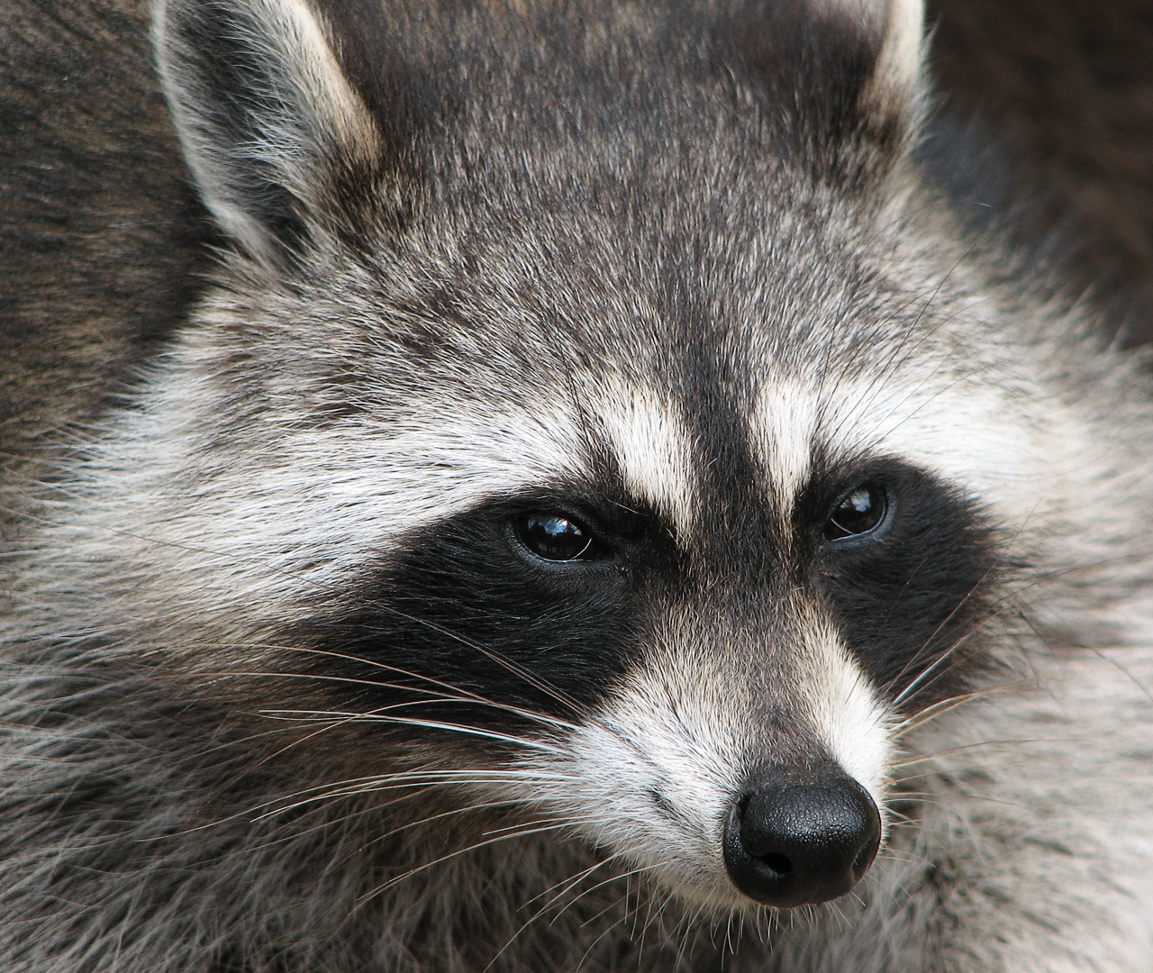 Raccoon_01